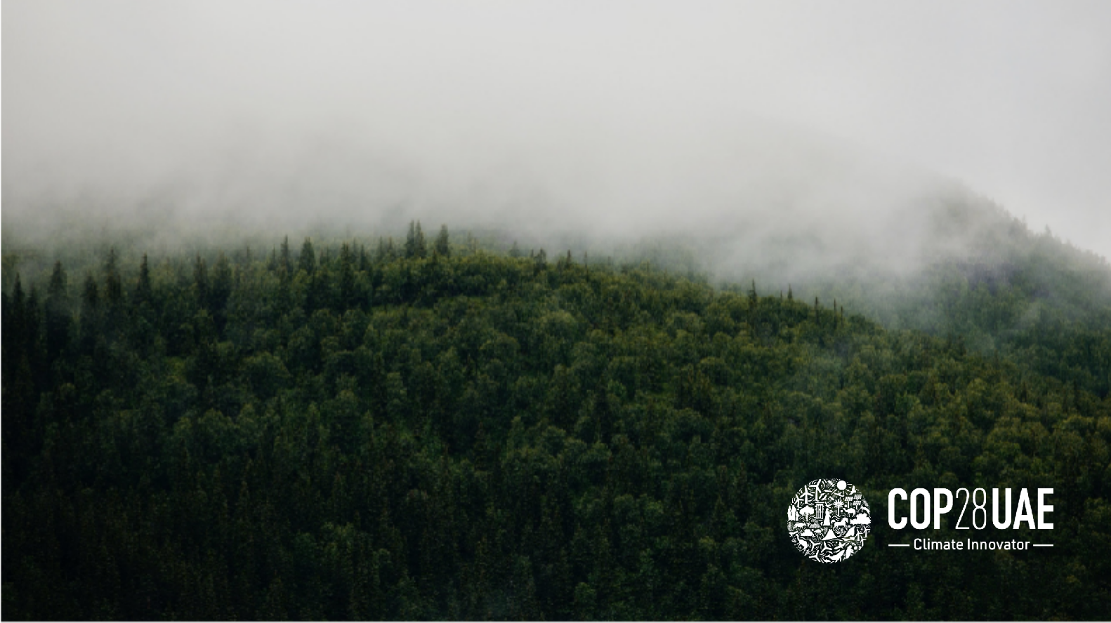 Forest under mist