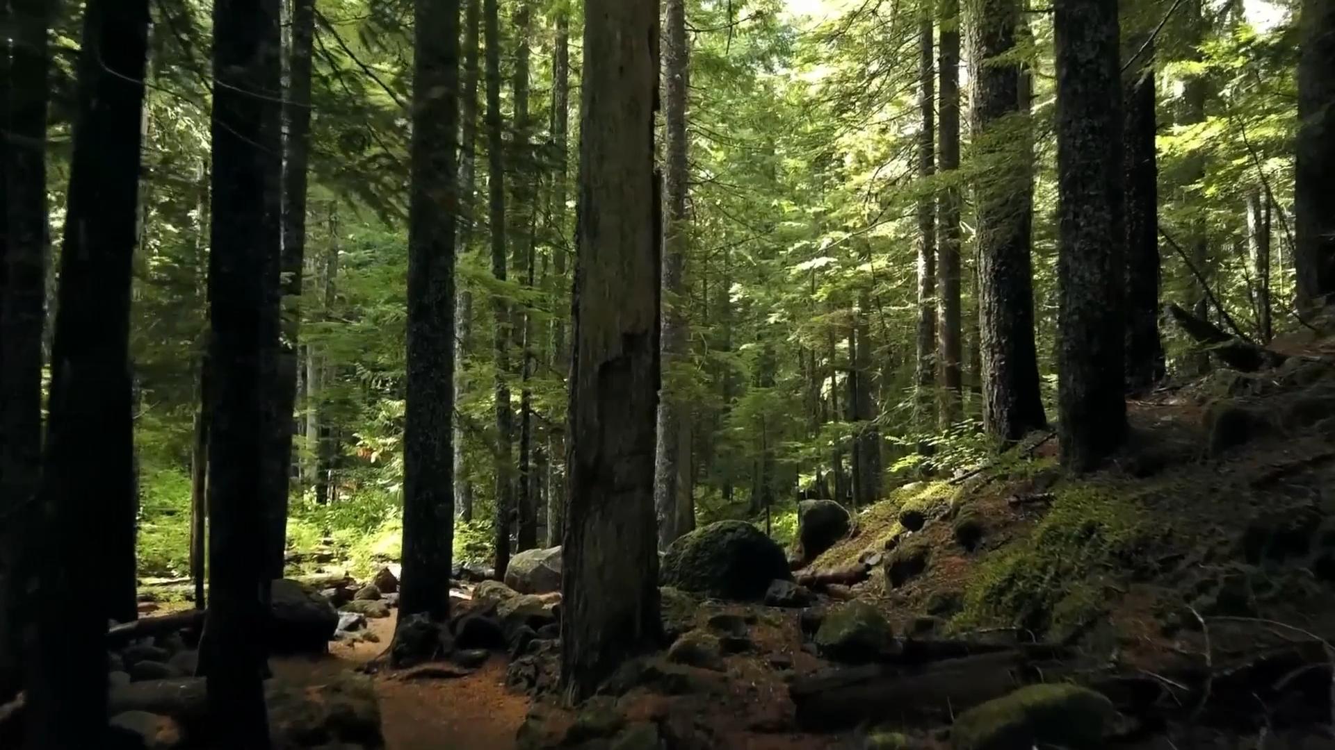 Forest